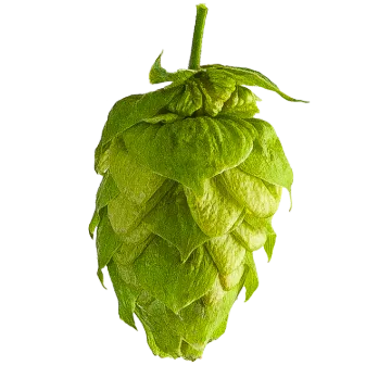 CITRA® HOPS US